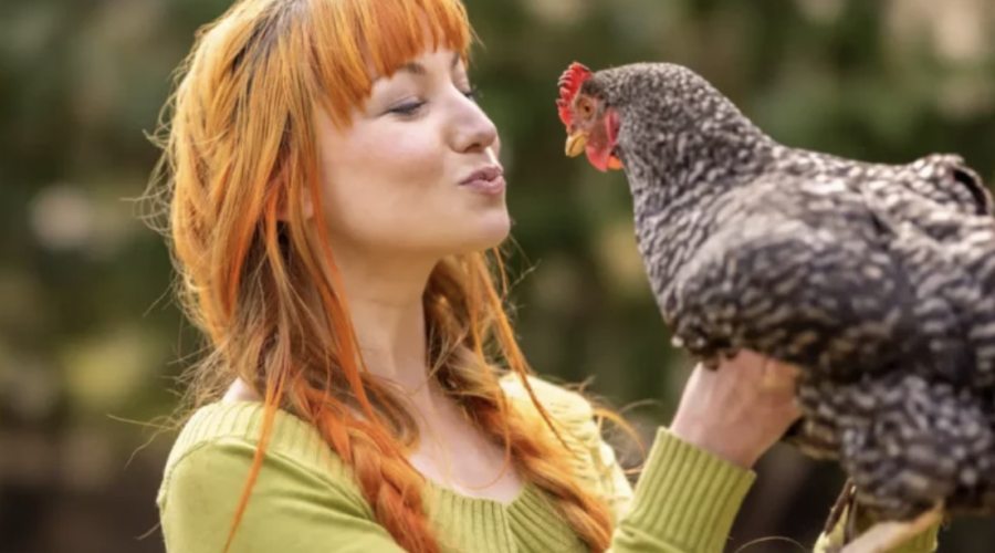 بالحالة العاطفية.. اكتشاف وجه شبه “مذهل” بين الدجاج والبشر